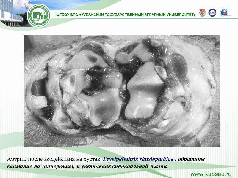 Артрит, после воздействия на сустав  Erysipelothrix rhusiopathiae , обратите внимание на гипперемию, и